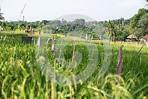 Rice field in Bali - flags to scare birds