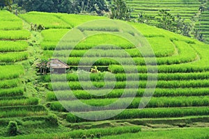 Rice Field at Bali Indonesia