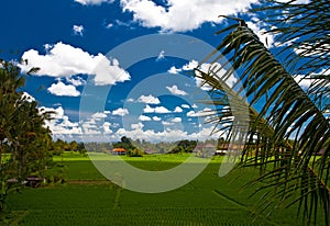 Rice field in Bali village