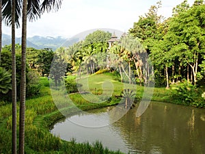 Rice field with bamboo water wheel ,Thailand