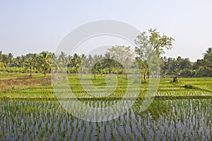 Rice field and banana plantation