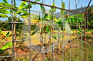 Rice field and banana at Thailand