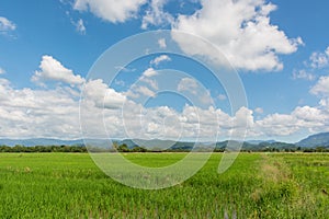 Rice field with beautiful blue sky at Phichit, Thailand