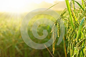 Rice field in Beautiful sunrise. close up view of growth organic jasmine rice field in the summer morning.