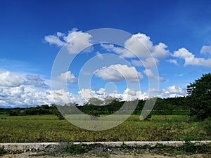 Rice Field blue skies white clouds