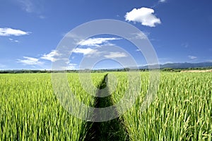 Rice field and blue sky