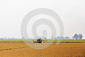 Rice field on blue sky background