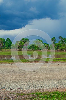 Rice field and blue sky from Cambodia