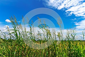 Rice field on blue sky and cloud background in sunshine