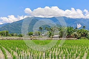 Rice field with Blue sky and cloud, Taiwan eastern,Chishang Township, Taitung County