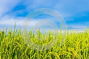 Rice field with the blue sky