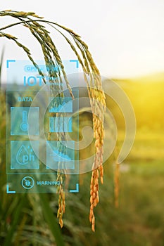 Rice field blur background with Smart agriculture farming.