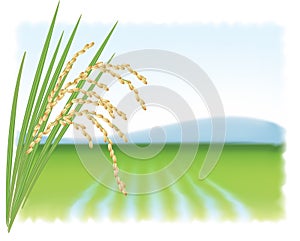 Rice field and a branch of ripe rice.