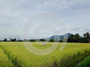 Rice Field