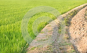 Rice field with channel