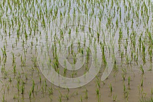 Rice field in Chiangmai , Thailand