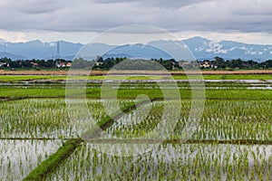 Rice field in Chiangmai , Thailand