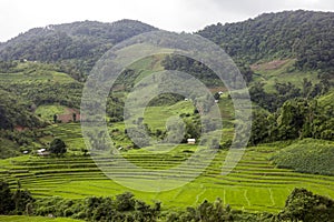 Rice field