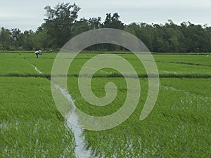 Rice field in the city of Hoian