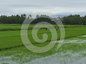 Rice field in the city of Hoian