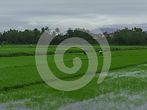Rice field in the city of Hoian
