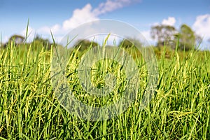 Rice field with clear blue sky