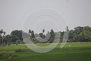 Rice field and coconut trees in the countryside of Tamil Nadu ,India , South India