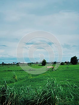 Rice field, contryside of Thailand