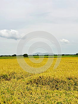 Rice field, contryside of Thailand photo