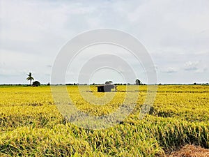 Rice field, contryside of Thailand