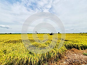 Rice field, contryside of Thailand