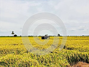 Rice field, contryside of Thailand photo