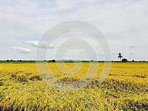 Rice field, contryside of Thailand