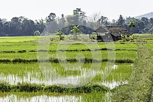 Rice field with cottage