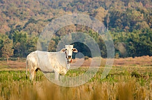 rice field with the cows in countryside of Thailand. cows are eating rice. rice field after harvested