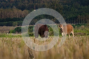 rice field with the cows in countryside of Thailand. cows are eating rice. rice field after harvested