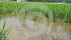 A rice field damaged by Scurrying Guinea Jumbo Tanishi