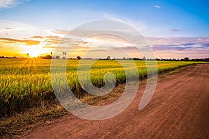 Rice Field and Dirt Road at Sunset