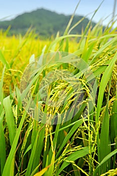 Rice field and drops