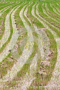 Rice field in early stage