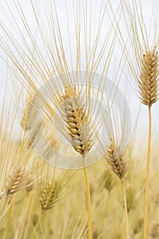 Rice field with ears