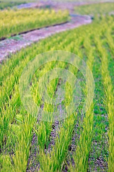 Rice field on earth