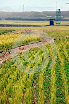 Rice field on earth