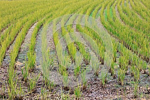 Rice field on earth