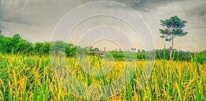 Rice field on East Java