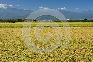 Rice field in Eastern Taiwan