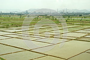 Rice field with factories