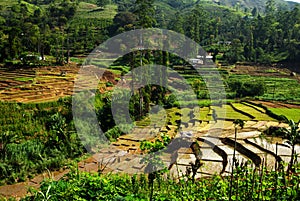 Rice field and farm