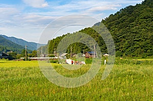 Rice field and farm in Japan countryside