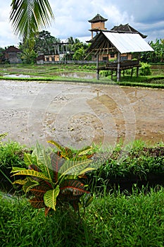 Rice field, farmer hut, Bali scenic view